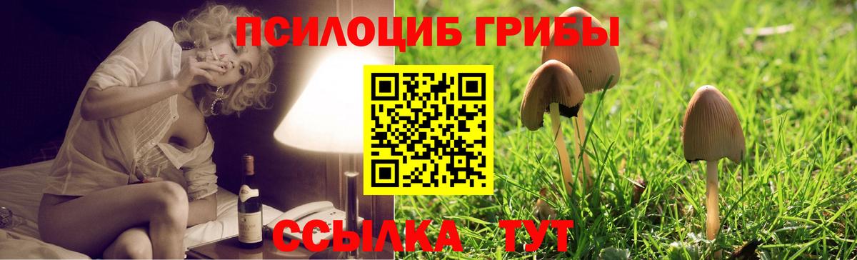 Тутаев  Галлюциногенные грибы Psilocybe  Вход с VPN 